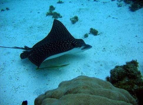 bayahibe, eiland saona, luchtfoto